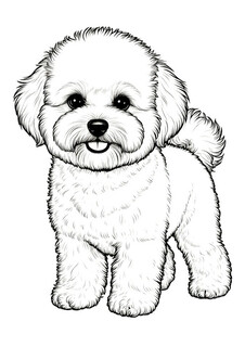 Бишон фризе